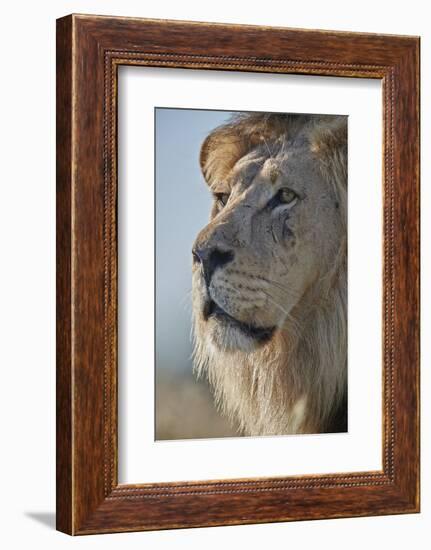 Lion (Panthera leo), Kgalagadi Transfrontier Park, South Africa, Africa-James Hager-Framed Photographic Print