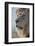 Lion (Panthera leo), Kgalagadi Transfrontier Park, South Africa, Africa-James Hager-Framed Photographic Print