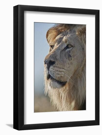 Lion (Panthera leo), Kgalagadi Transfrontier Park, South Africa, Africa-James Hager-Framed Photographic Print