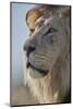 Lion (Panthera leo), Kgalagadi Transfrontier Park, South Africa, Africa-James Hager-Mounted Photographic Print