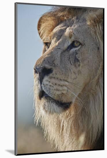 Lion (Panthera leo), Kgalagadi Transfrontier Park, South Africa, Africa-James Hager-Mounted Photographic Print