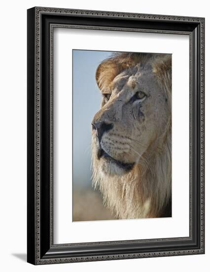 Lion (Panthera leo), Kgalagadi Transfrontier Park, South Africa, Africa-James Hager-Framed Photographic Print