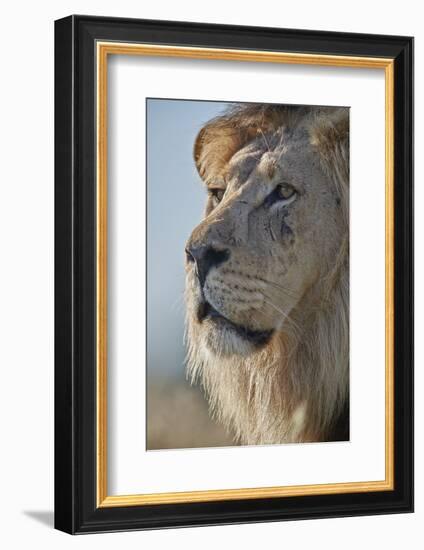 Lion (Panthera leo), Kgalagadi Transfrontier Park, South Africa, Africa-James Hager-Framed Photographic Print