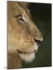 Lion (Panthera Leo), Kruger National Park, South Africa, Africa-Ann & Steve Toon-Mounted Photographic Print
