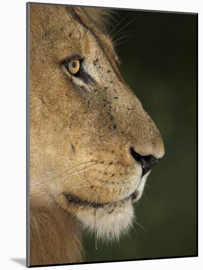 Lion (Panthera Leo), Kruger National Park, South Africa, Africa-Ann & Steve Toon-Mounted Photographic Print