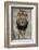 Lion (Panthera leo), Kruger National Park, South Africa, Africa-James Hager-Framed Photographic Print