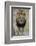 Lion (Panthera leo), Kruger National Park, South Africa, Africa-James Hager-Framed Photographic Print