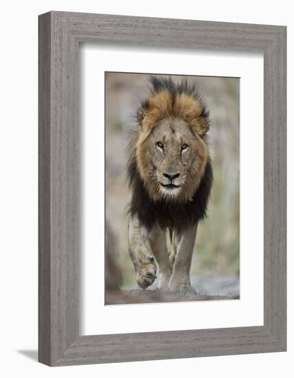 Lion (Panthera leo), Kruger National Park, South Africa, Africa-James Hager-Framed Photographic Print