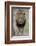 Lion (Panthera leo), Kruger National Park, South Africa, Africa-James Hager-Framed Photographic Print