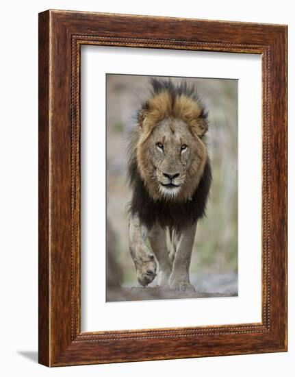 Lion (Panthera leo), Kruger National Park, South Africa, Africa-James Hager-Framed Photographic Print