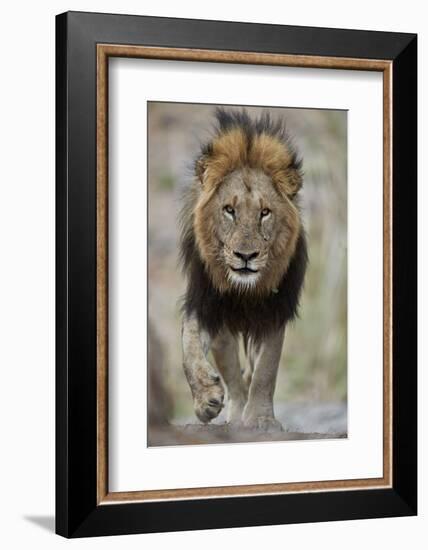 Lion (Panthera leo), Kruger National Park, South Africa, Africa-James Hager-Framed Photographic Print