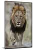 Lion (Panthera leo), Kruger National Park, South Africa, Africa-James Hager-Mounted Photographic Print
