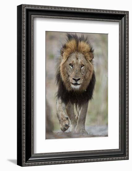 Lion (Panthera leo), Kruger National Park, South Africa, Africa-James Hager-Framed Photographic Print