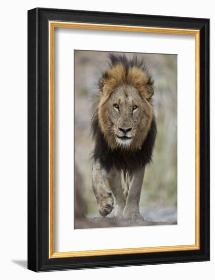 Lion (Panthera leo), Kruger National Park, South Africa, Africa-James Hager-Framed Photographic Print