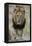 Lion (Panthera leo), Kruger National Park, South Africa, Africa-James Hager-Framed Premier Image Canvas