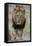 Lion (Panthera leo), Kruger National Park, South Africa, Africa-James Hager-Framed Premier Image Canvas