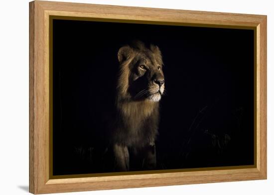 Lion (Panthera Leo) Male in Darkness, Okavango Delta, Botswana-Wim van den Heever-Framed Premier Image Canvas