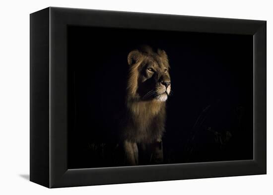 Lion (Panthera Leo) Male in Darkness, Okavango Delta, Botswana-Wim van den Heever-Framed Premier Image Canvas