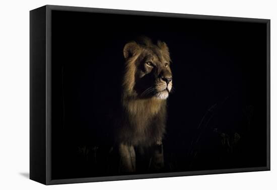 Lion (Panthera Leo) Male in Darkness, Okavango Delta, Botswana-Wim van den Heever-Framed Premier Image Canvas