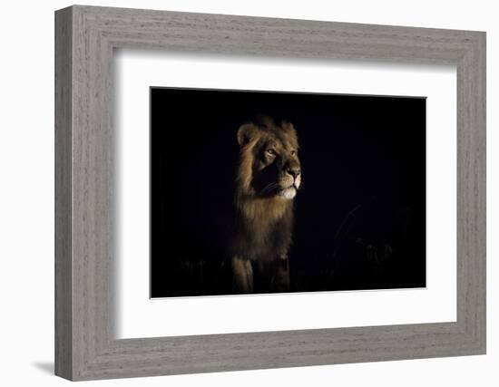 Lion (Panthera Leo) Male in Darkness, Okavango Delta, Botswana-Wim van den Heever-Framed Photographic Print