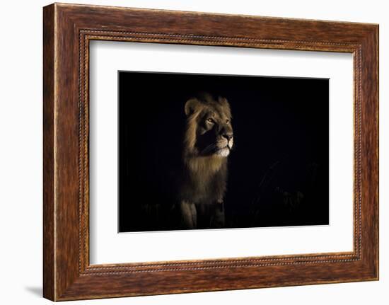 Lion (Panthera Leo) Male in Darkness, Okavango Delta, Botswana-Wim van den Heever-Framed Photographic Print