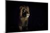 Lion (Panthera Leo) Male in Darkness, Okavango Delta, Botswana-Wim van den Heever-Mounted Photographic Print