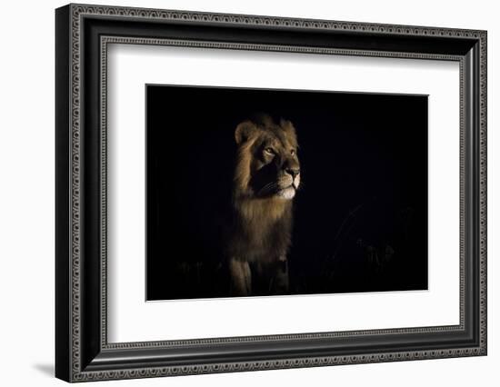 Lion (Panthera Leo) Male in Darkness, Okavango Delta, Botswana-Wim van den Heever-Framed Photographic Print
