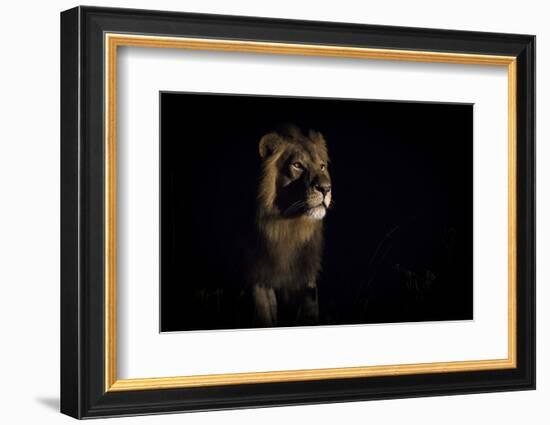 Lion (Panthera Leo) Male in Darkness, Okavango Delta, Botswana-Wim van den Heever-Framed Photographic Print