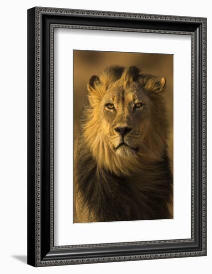 Lion (Panthera leo) male, Kgalagadi Transfrontier Park-Ann and Steve Toon-Framed Photographic Print