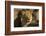 Lion (Panthera leo) male, Kgalagadi Transfrontier Park-Ann and Steve Toon-Framed Photographic Print