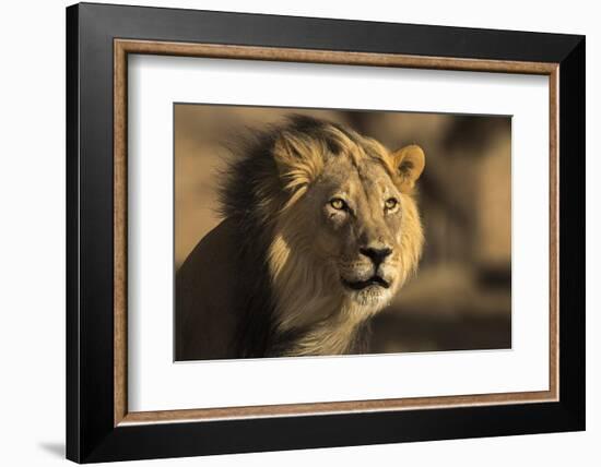 Lion (Panthera leo) male, Kgalagadi Transfrontier Park-Ann and Steve Toon-Framed Photographic Print