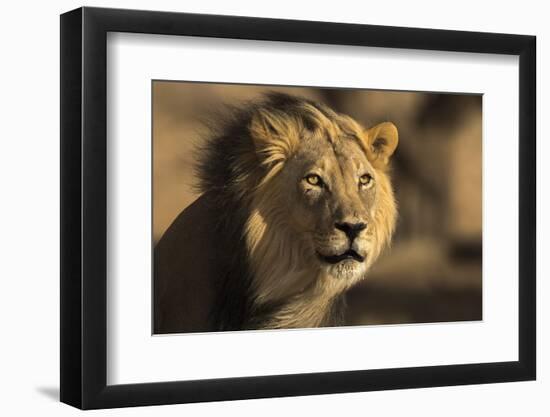 Lion (Panthera leo) male, Kgalagadi Transfrontier Park-Ann and Steve Toon-Framed Photographic Print