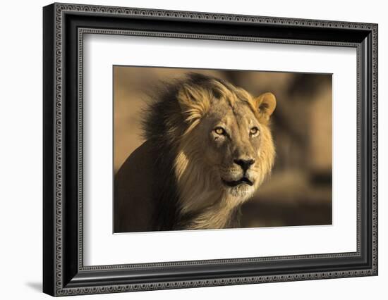 Lion (Panthera leo) male, Kgalagadi Transfrontier Park-Ann and Steve Toon-Framed Photographic Print