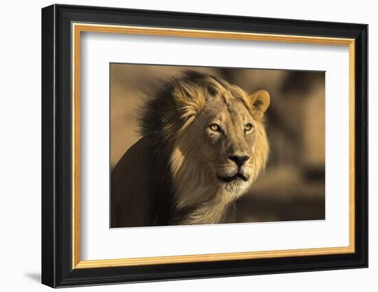 Lion (Panthera leo) male, Kgalagadi Transfrontier Park-Ann and Steve Toon-Framed Photographic Print