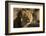 Lion (Panthera leo) male, Kgalagadi Transfrontier Park-Ann and Steve Toon-Framed Photographic Print