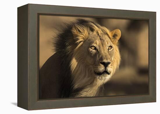 Lion (Panthera leo) male, Kgalagadi Transfrontier Park-Ann and Steve Toon-Framed Premier Image Canvas