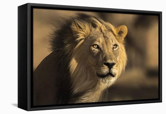 Lion (Panthera leo) male, Kgalagadi Transfrontier Park-Ann and Steve Toon-Framed Premier Image Canvas