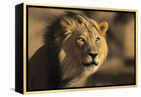 Lion (Panthera leo) male, Kgalagadi Transfrontier Park-Ann and Steve Toon-Framed Premier Image Canvas