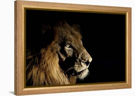 Lion (Panthera Leo) Male with Scars Photographed with Side-Lit Spot Light at Night-Wim van den Heever-Framed Premier Image Canvas