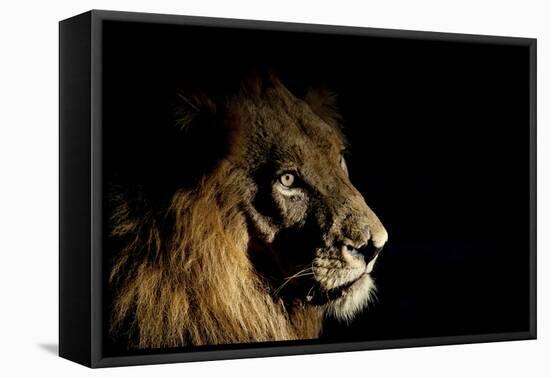 Lion (Panthera Leo) Male with Scars Photographed with Side-Lit Spot Light at Night-Wim van den Heever-Framed Premier Image Canvas
