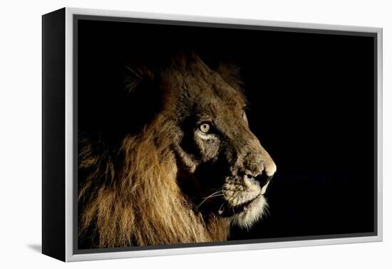 Lion (Panthera Leo) Male with Scars Photographed with Side-Lit Spot Light at Night-Wim van den Heever-Framed Premier Image Canvas
