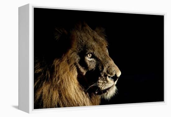 Lion (Panthera Leo) Male with Scars Photographed with Side-Lit Spot Light at Night-Wim van den Heever-Framed Premier Image Canvas