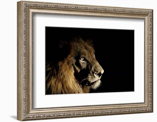 Lion (Panthera Leo) Male with Scars Photographed with Side-Lit Spot Light at Night-Wim van den Heever-Framed Photographic Print