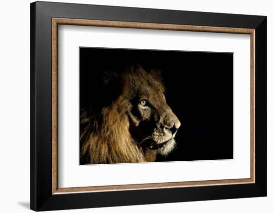 Lion (Panthera Leo) Male with Scars Photographed with Side-Lit Spot Light at Night-Wim van den Heever-Framed Photographic Print