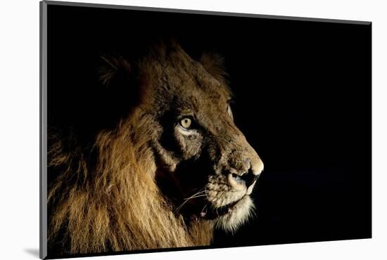 Lion (Panthera Leo) Male with Scars Photographed with Side-Lit Spot Light at Night-Wim van den Heever-Mounted Photographic Print