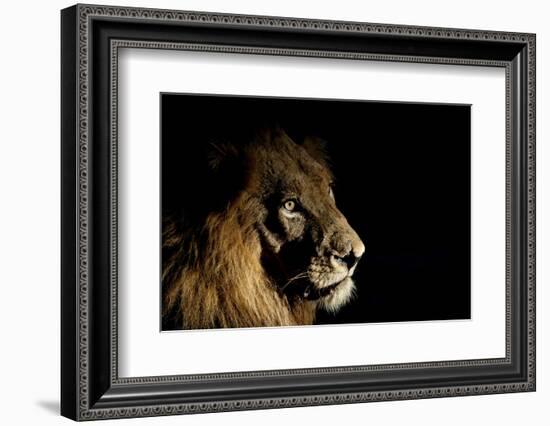 Lion (Panthera Leo) Male with Scars Photographed with Side-Lit Spot Light at Night-Wim van den Heever-Framed Photographic Print