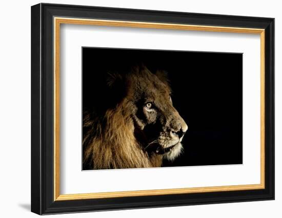 Lion (Panthera Leo) Male with Scars Photographed with Side-Lit Spot Light at Night-Wim van den Heever-Framed Photographic Print