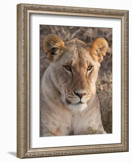 Lion (Panthera Leo), Masai Mara, Kenya, East Africa, Africa-Sergio Pitamitz-Framed Photographic Print