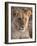 Lion (Panthera Leo), Masai Mara, Kenya, East Africa, Africa-Sergio Pitamitz-Framed Photographic Print