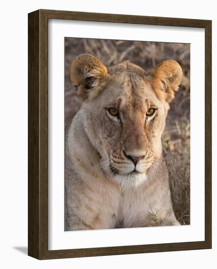 Lion (Panthera Leo), Masai Mara, Kenya, East Africa, Africa-Sergio Pitamitz-Framed Photographic Print